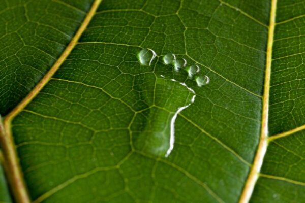 _Green Web Hosting and Sustainable Websites