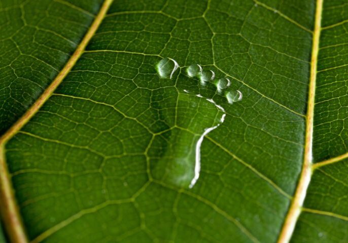 _Green Web Hosting and Sustainable Websites